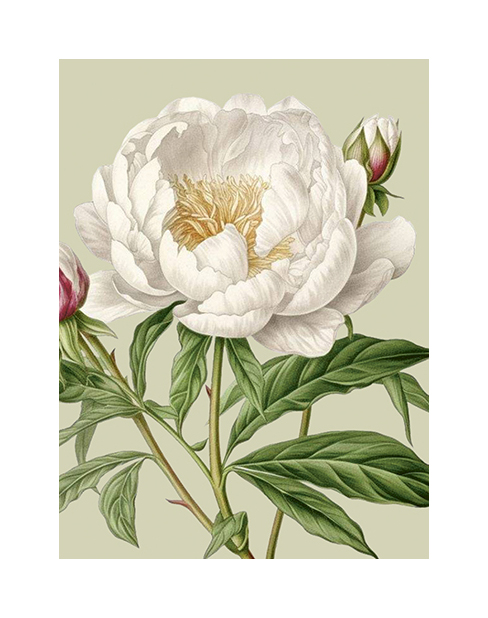 Kort Vit Pion, 8,5x11,5 cm