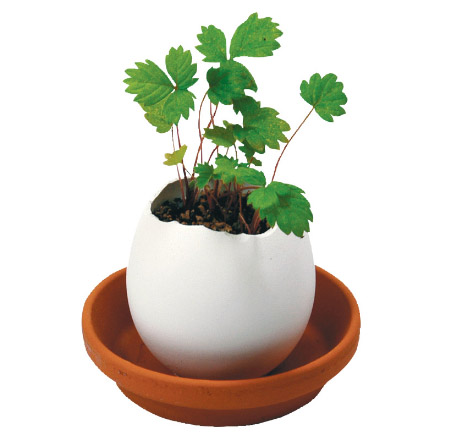 Eggling - smultronplanta i ett ägg