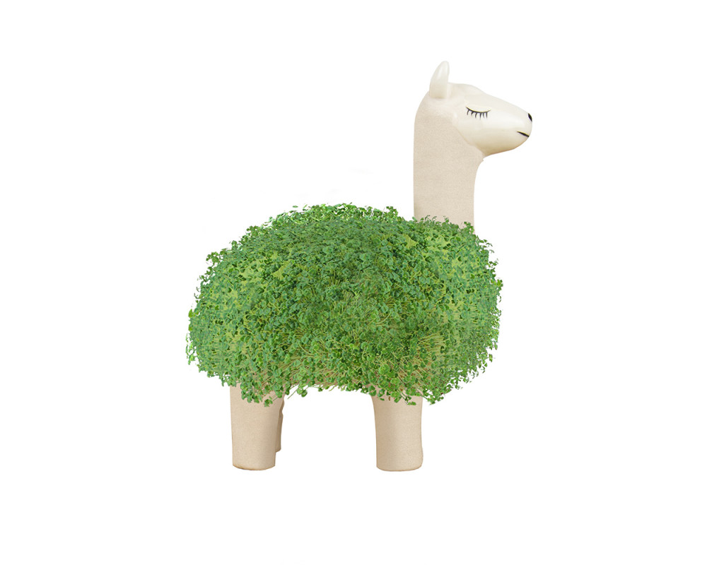 Kruka Lama (för egen odling)