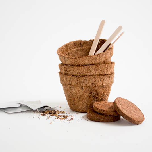 Odlingskit Chokladblomma