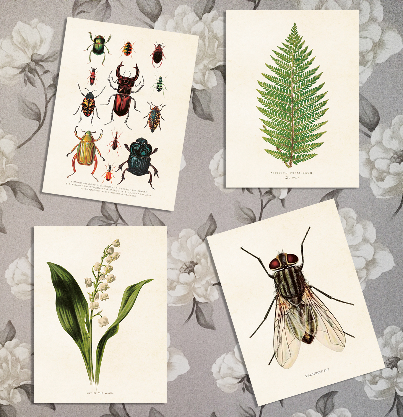 Poster Vintage Collection, 18 x 24cm (Insekter) • Pryloteket