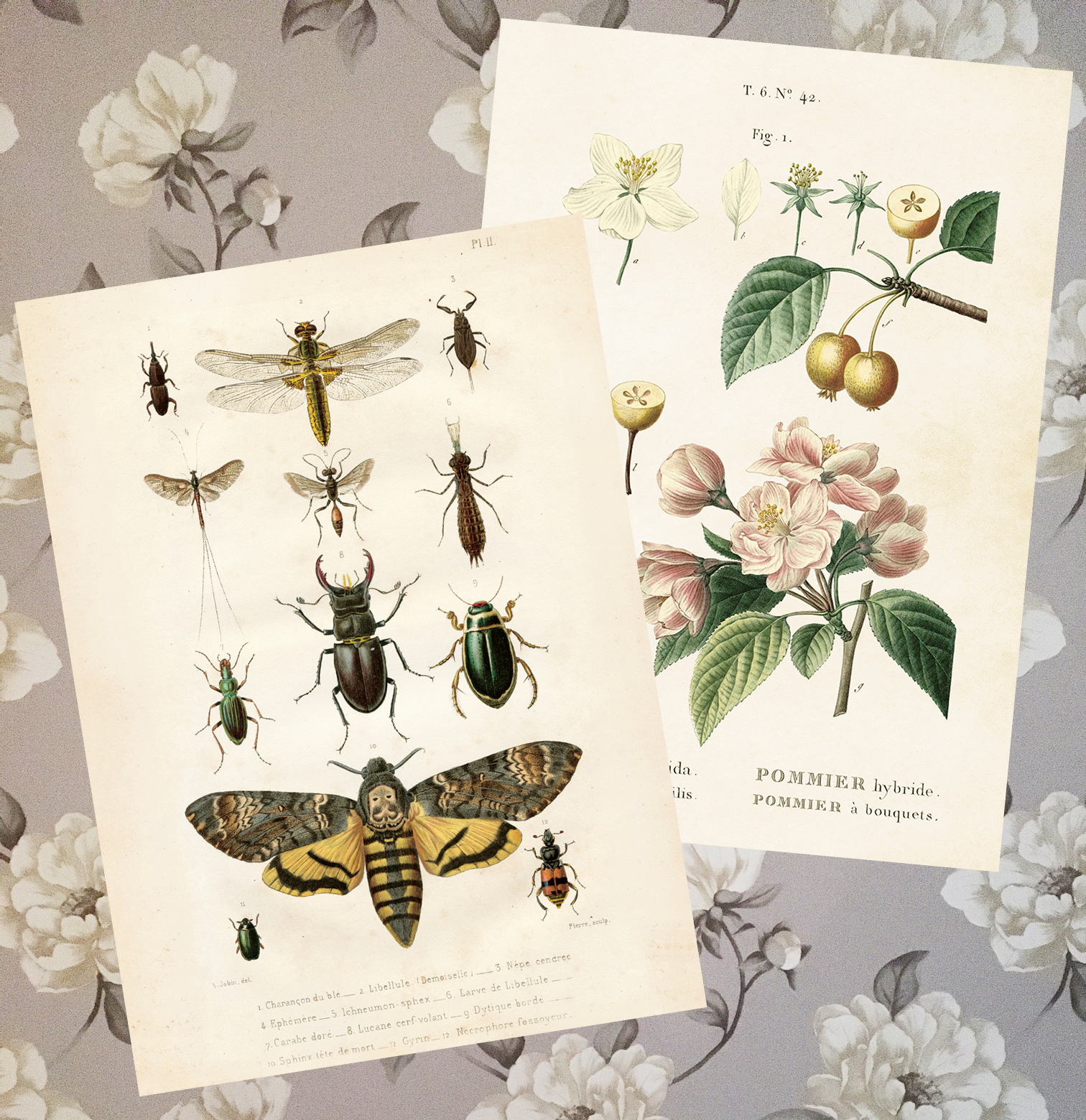 Poster Vintage Collection, 50 x 70cm (Insekter) • Pryloteket